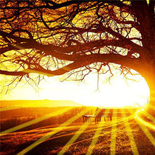 BPAGO Landscape Big Tree in Sunset Canvas Paintings Framed Modern Abstract Paintings Giclee Canvas Paintings Home Decorations Wall Art(12"x24"x2pcs+24"x24"x1pc)